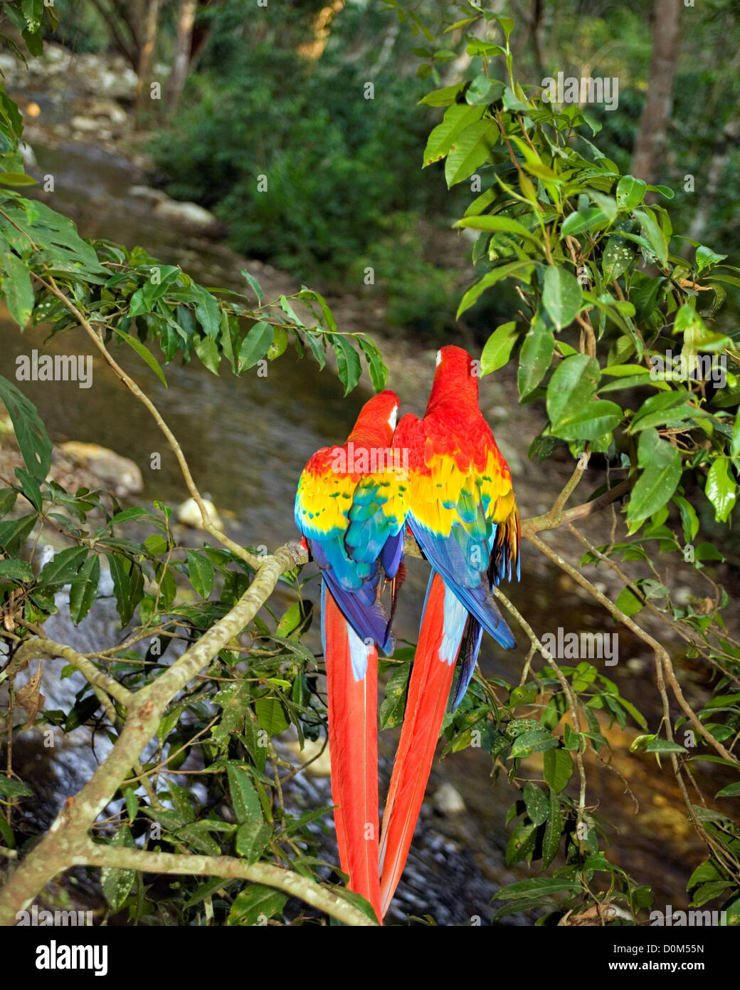 Scarlet macaws from behind hi-res stock photography and images - Alamy