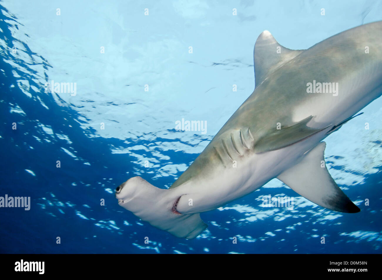 Great Hammerhead Shark Swims Overhead Stock Photo - Alamy
