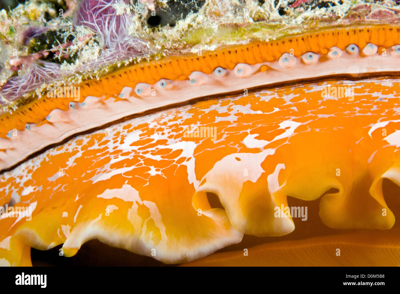Eyes of the Thorny Oyster Stock Photo Alamy
