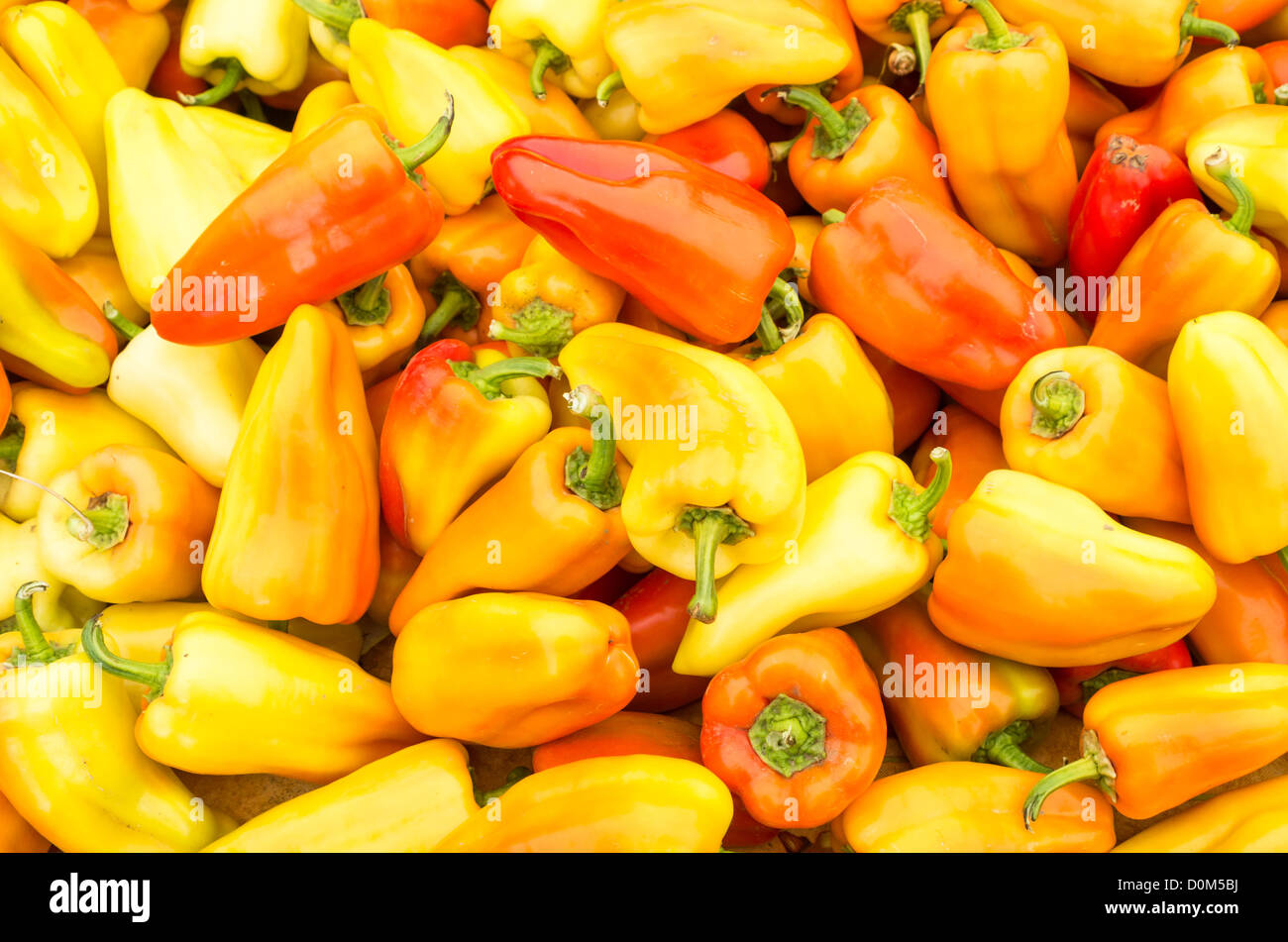 Gypsy pepper hi res stock photography and images Alamy
