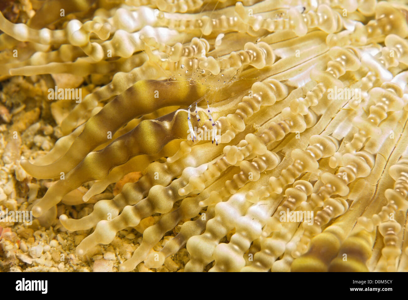 Cleaner Shrimp on Anemone Stock Photo