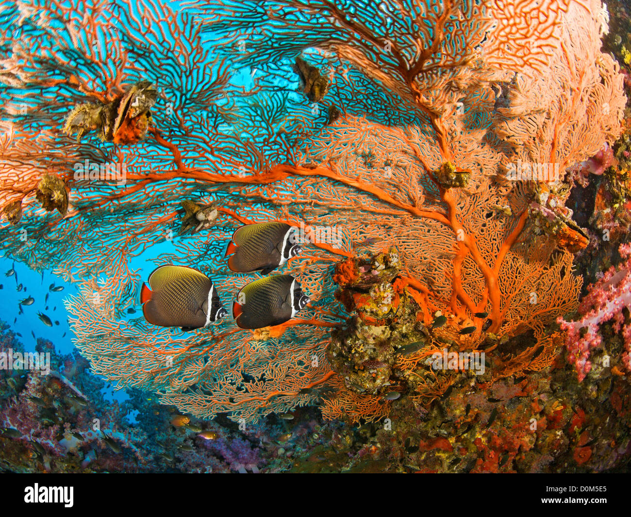 Collared Fish Collare butterflyfish hi-res stock photography and images - Alamy