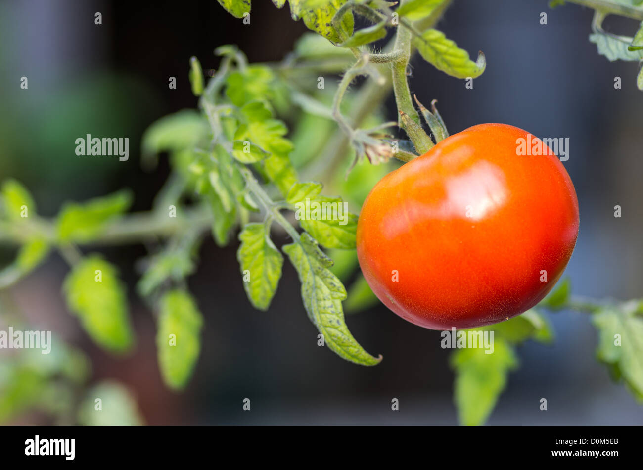 Red ripe tomato still on the vine ready to pick Stock Photo - Alamy