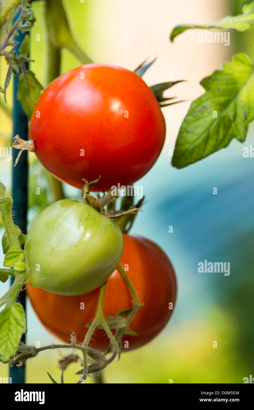 Red and green tomatoes on the vine in the garden Stock Photo - Alamy