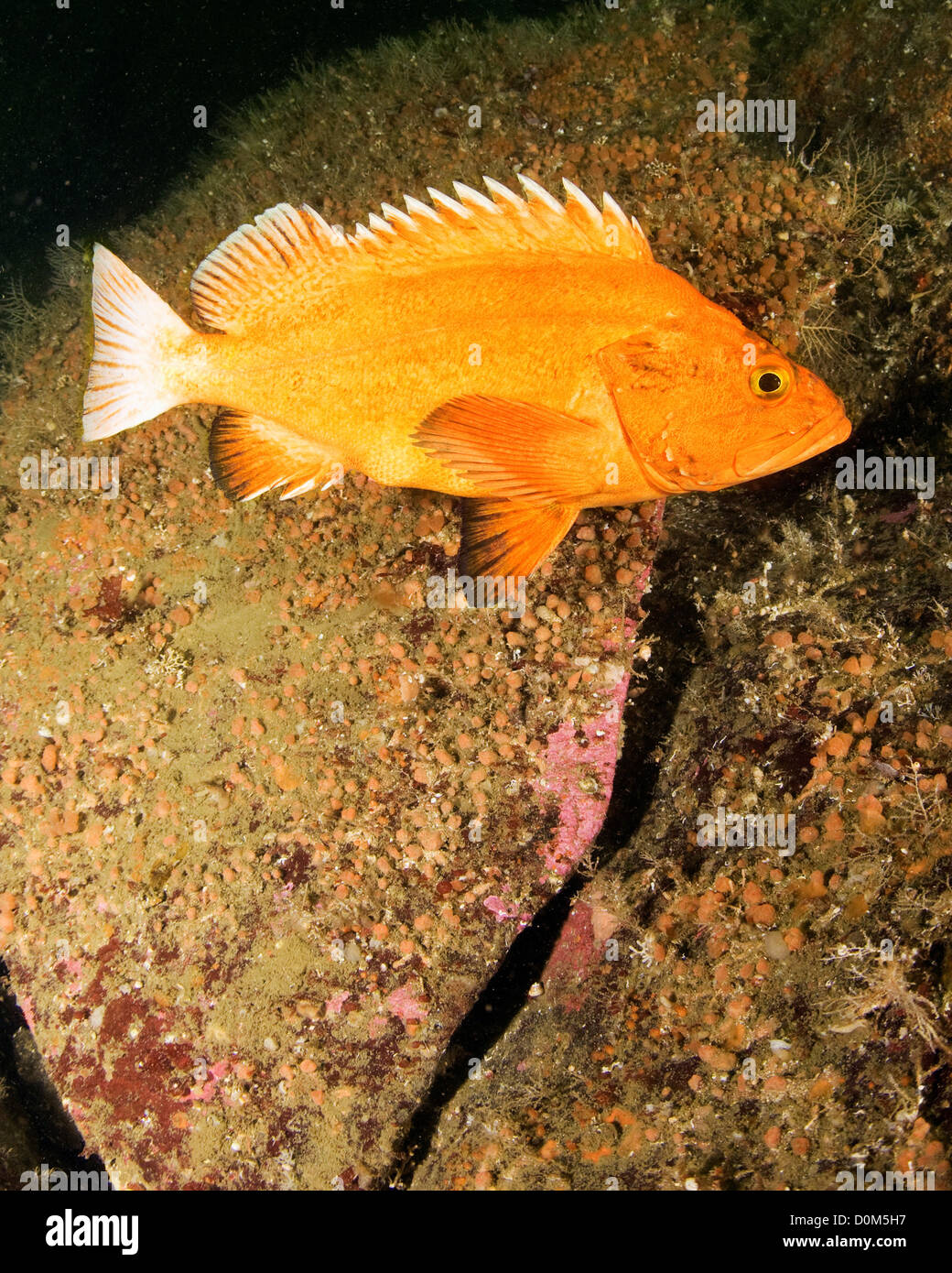 A yelloweye rockfish (Sebastes ruerrimus), Foggy Bay, Inside Passage