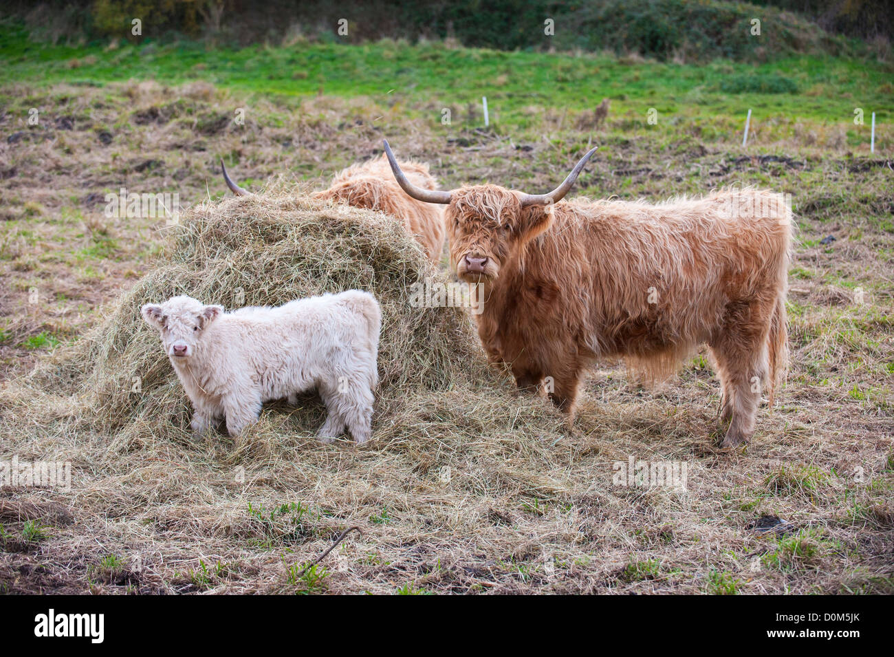 Highland cattle with calf feeding on hay bale, England, November Stock Photo