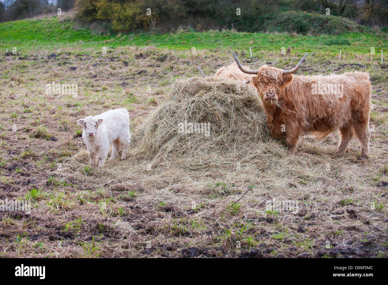 Highland cattle with calf feeding on hay bale, England, November Stock Photo