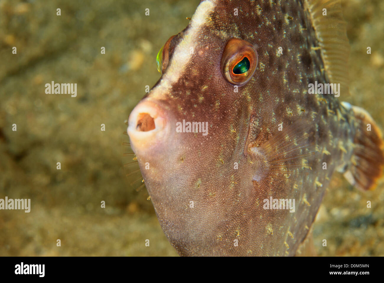 Whitespotted Filefish, Cantherhines macrocerus, makes a funny face. Stock Photo