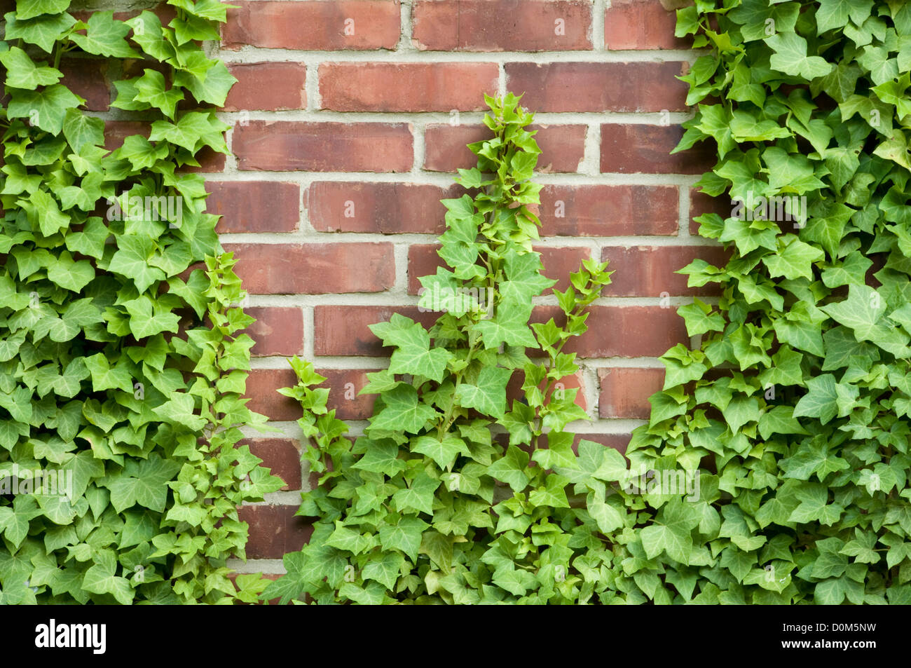 Ivy growing up a red brick wall Stock Photo