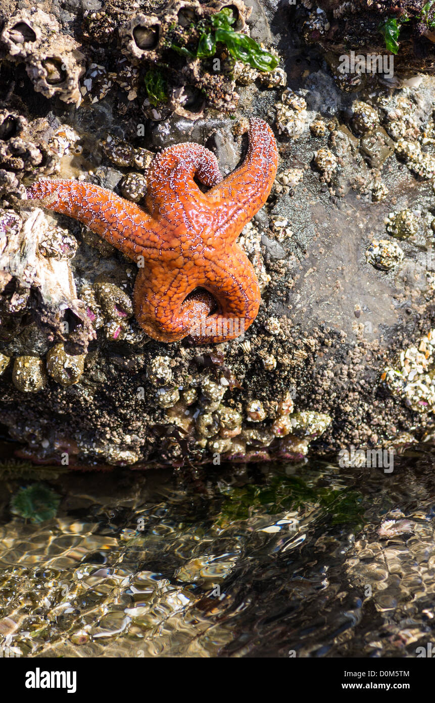 A red starfish clinging to rocks in a tidal pool Stock Photo