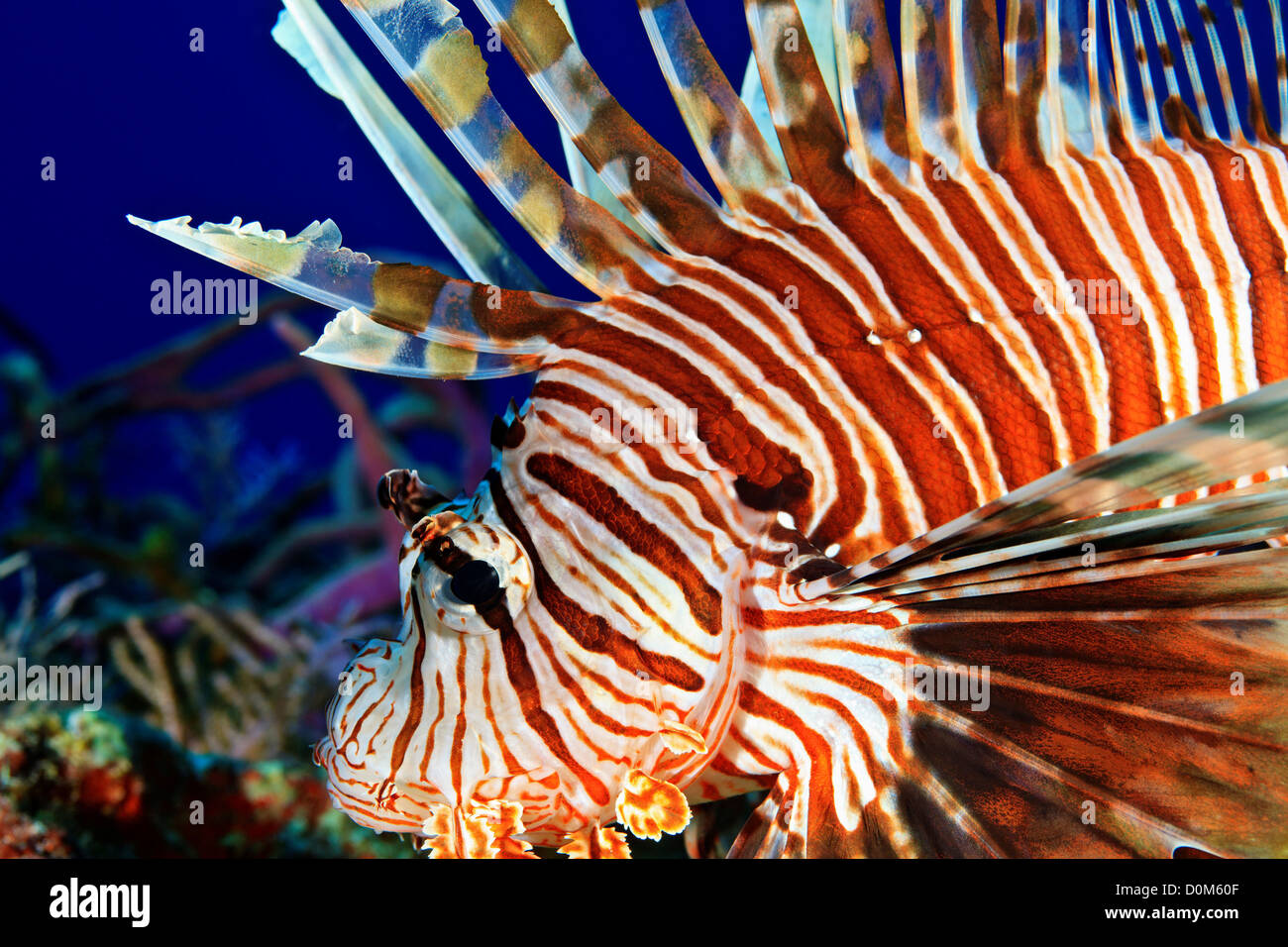 Indo Pacific Lionfish, or Red Lionfish, Pterios volitans Stock Photo