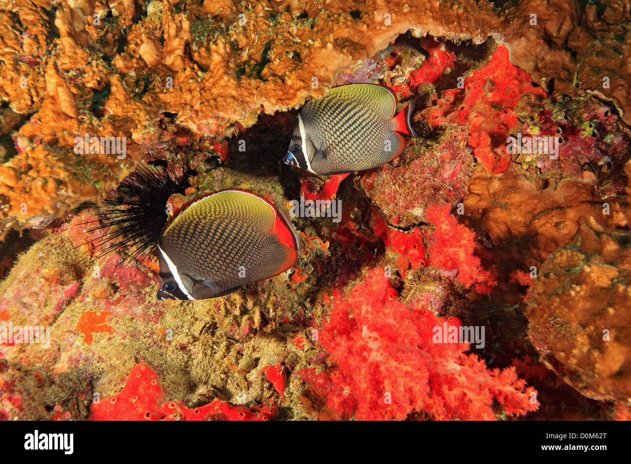 Chaetodon Sp High Resolution Stock Photography and Images - Alamy