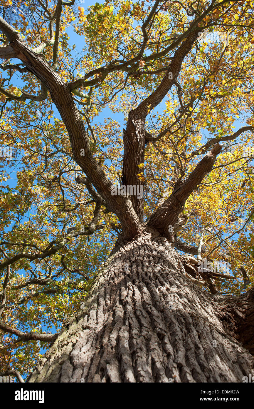 View of mature Oak tree, quercus robur, in Autumn Stock Photo
