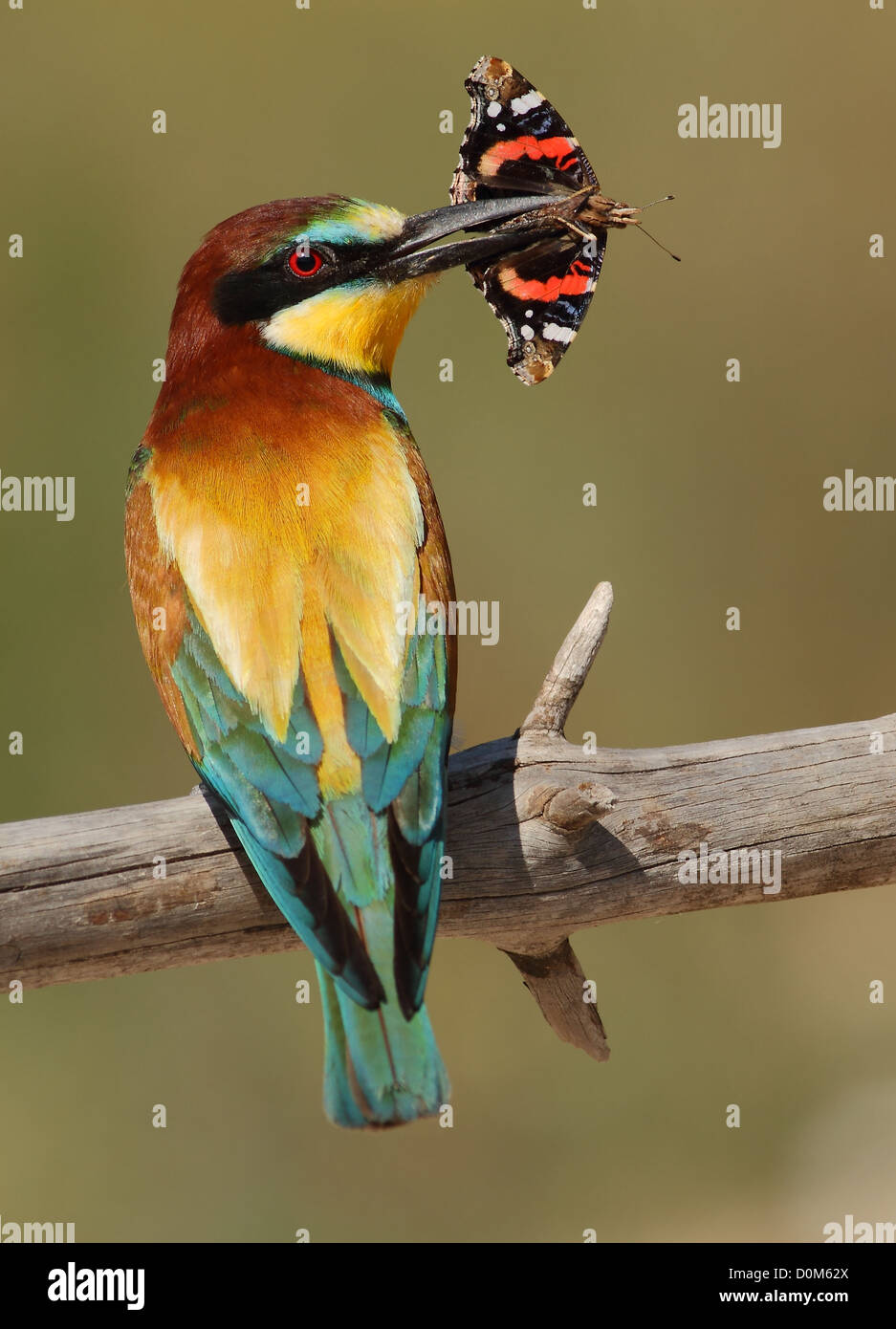Merops apiaster bee-eater with a butterfly in a green background Stock Photo