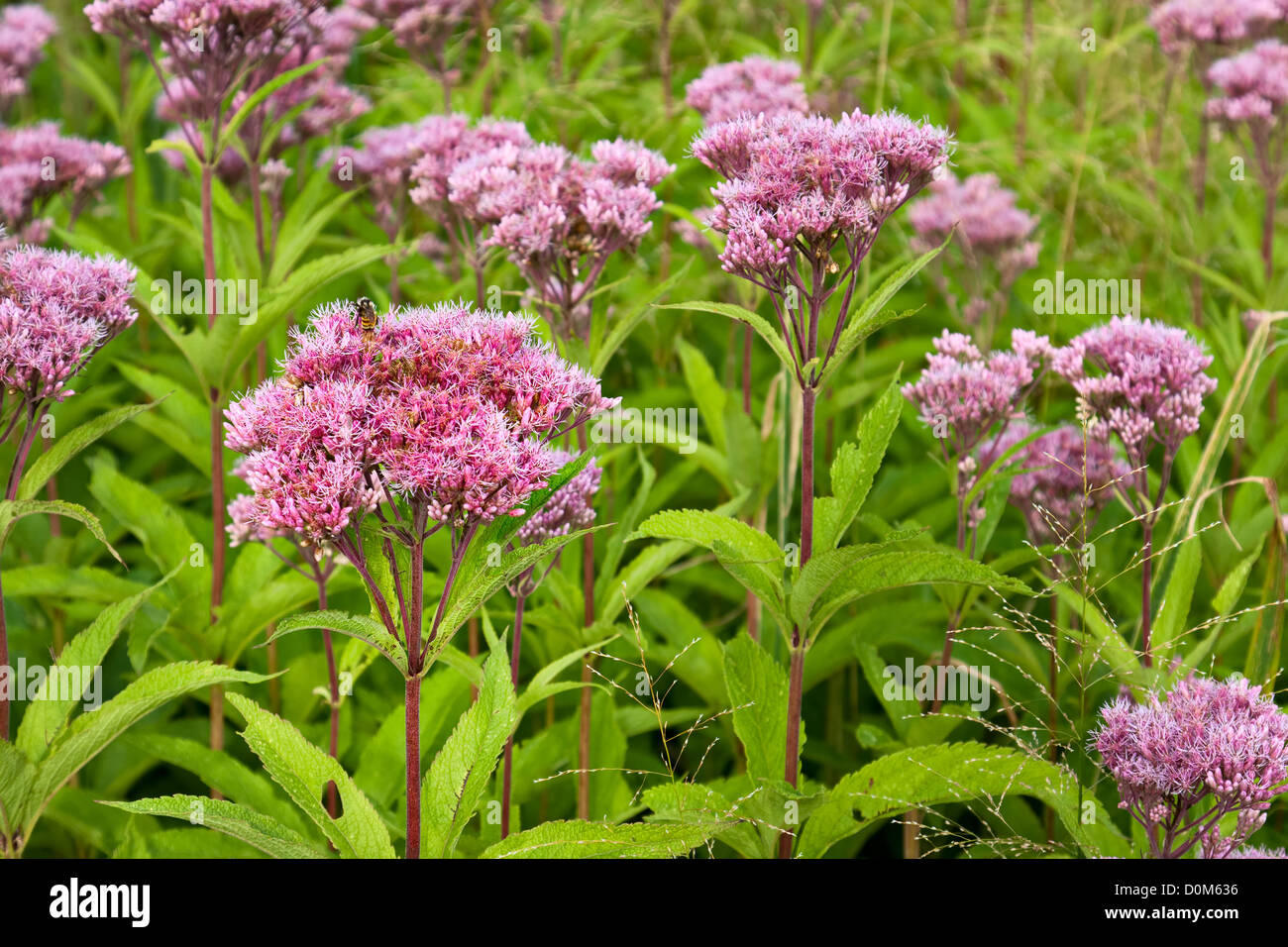 JoePye Weed wild flowers, Eutrochium, growing in a field Stock Photo