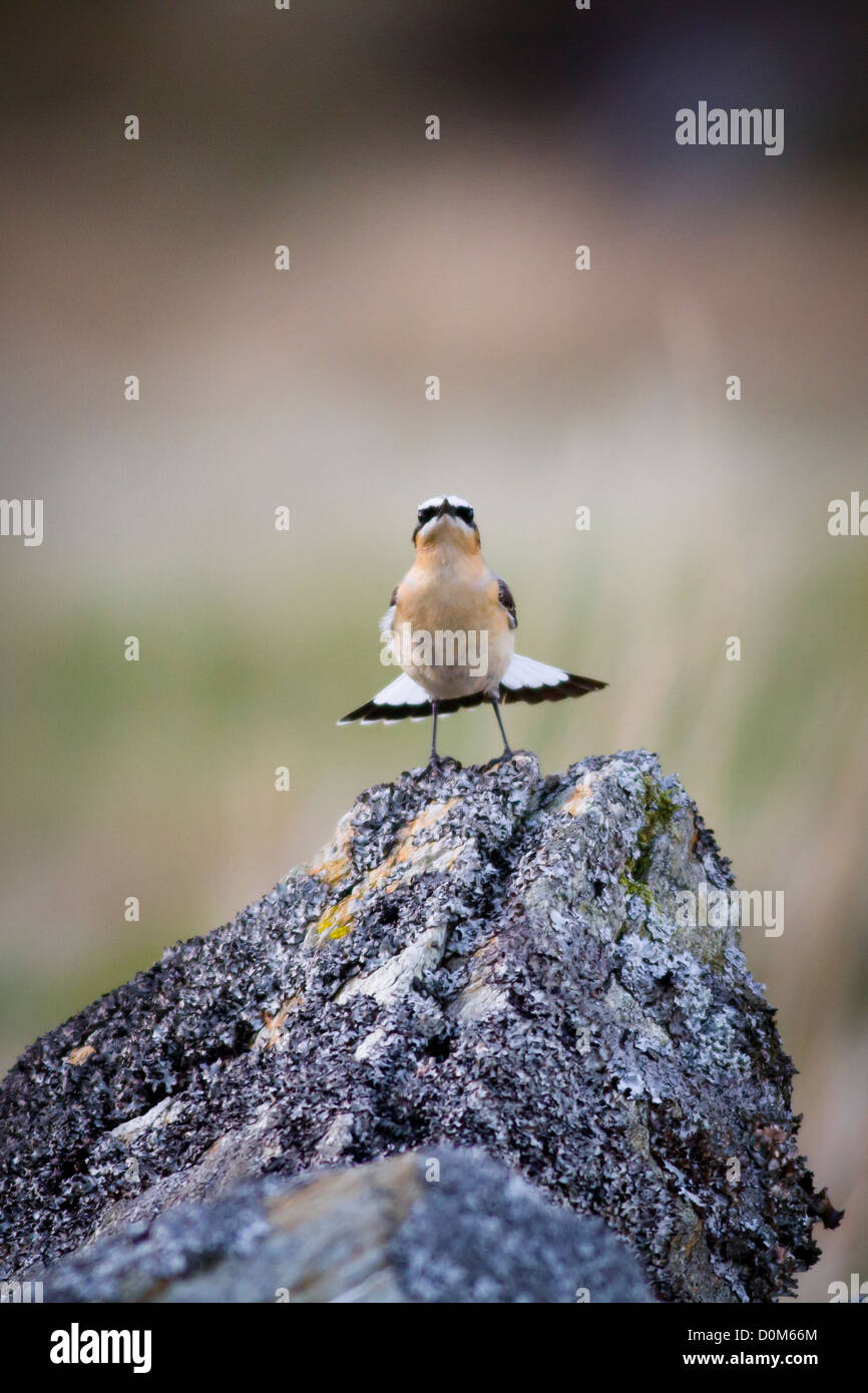 Northern Wheatear amongst the rocky foothills of Mount Snowdon Stock Photo