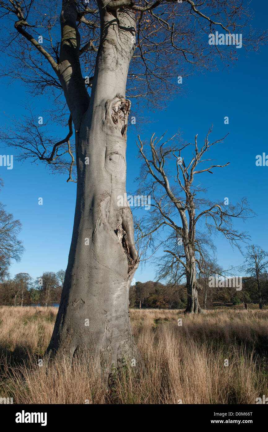 Common beech trees (Fagus sylvatica) against clear blue sky. England, Novemebr Stock Photo