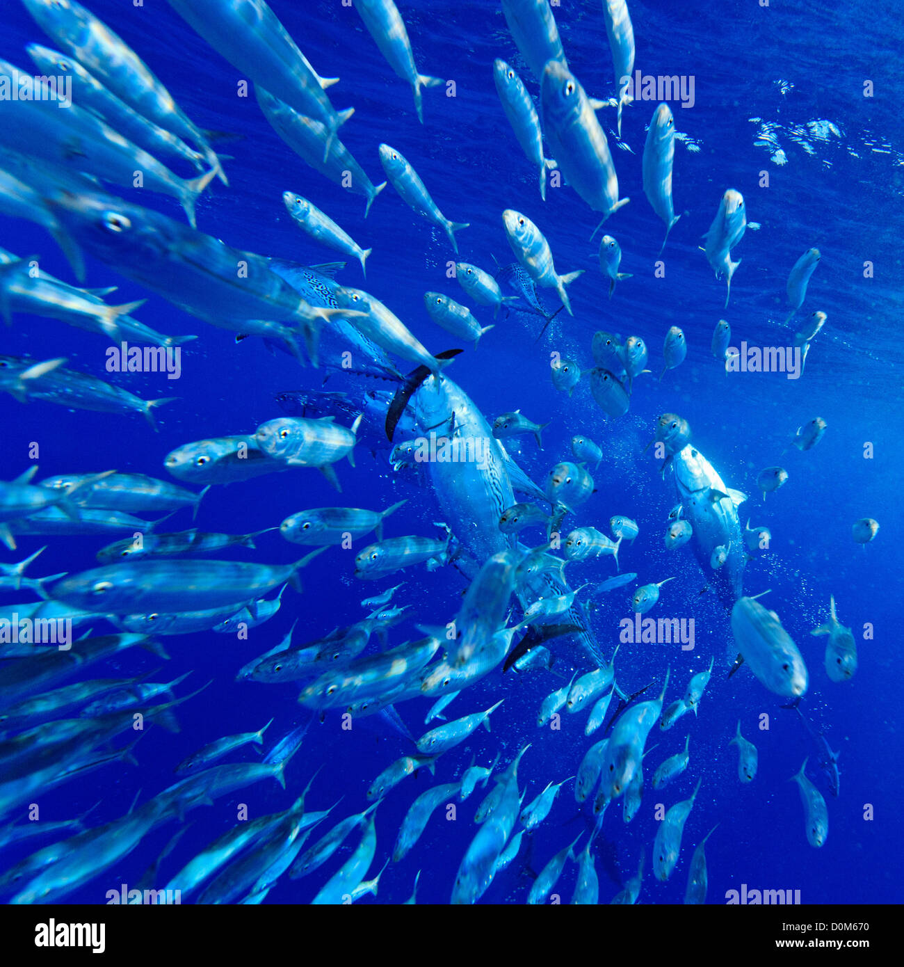 Skipjack tuna, Katsuwonus pelamis, feeding on Brazilian Sardinella