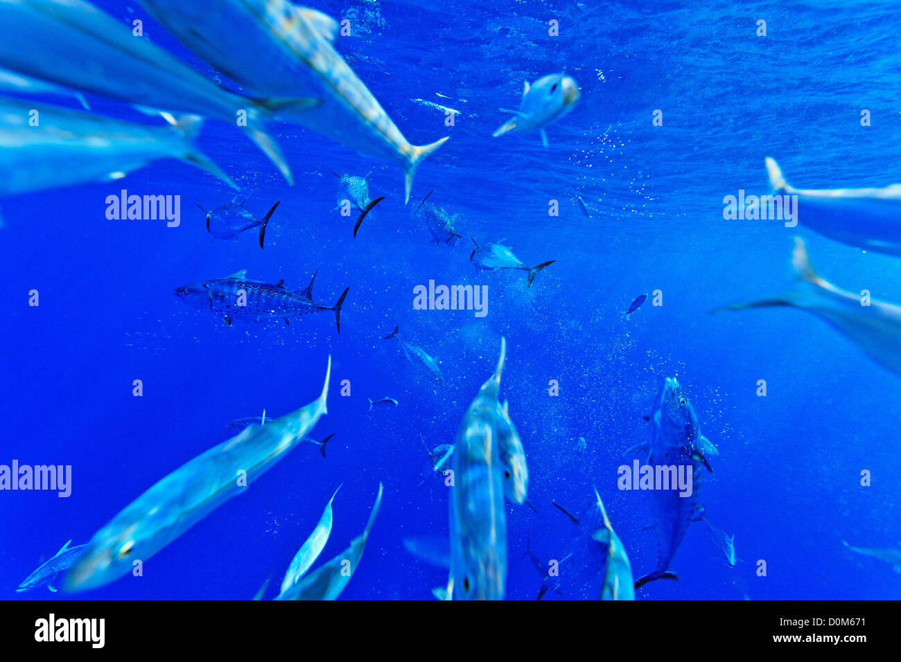 Skipjack tuna, Katsuwonus pelamis, feeding on Brazilian Sardinella