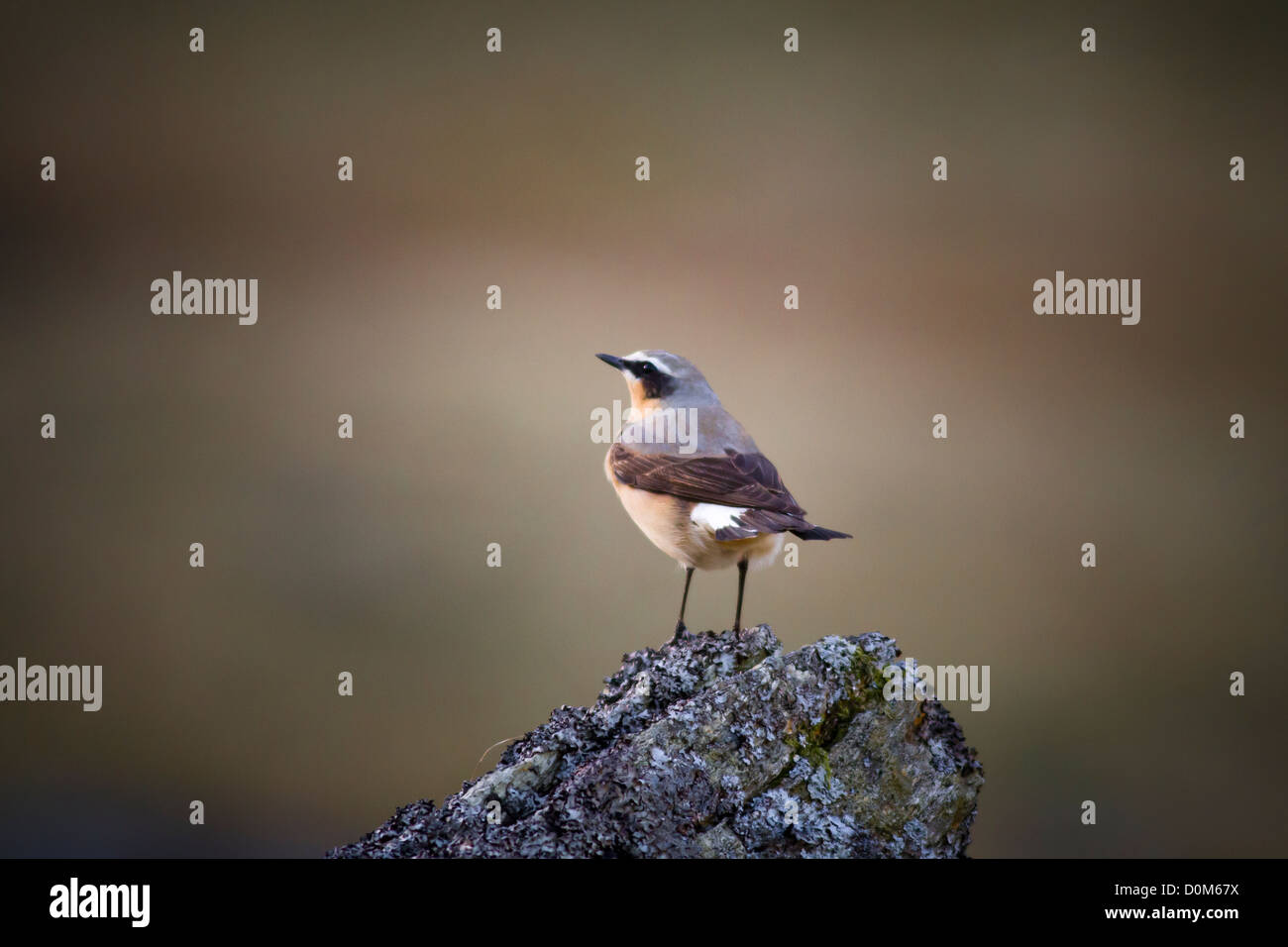 Northern Wheatear amongst the rocky foothills of Mount Snowdon Stock Photo