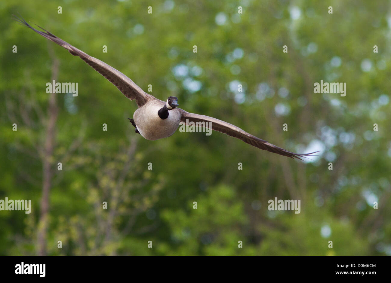 Canada Goose (Branta canadensis) in flight-front view. Stock Photo