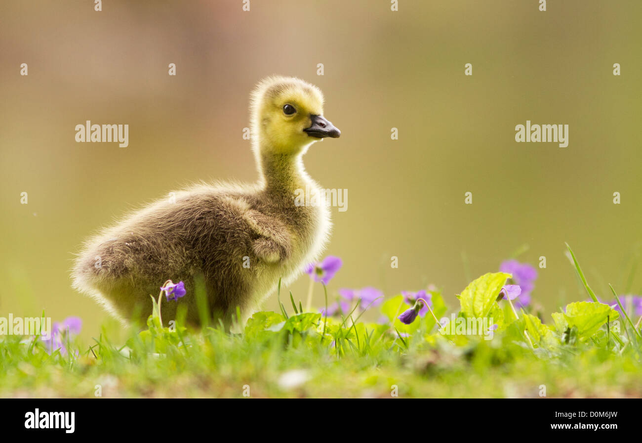 Canada goose baby hi res stock photography and images Alamy