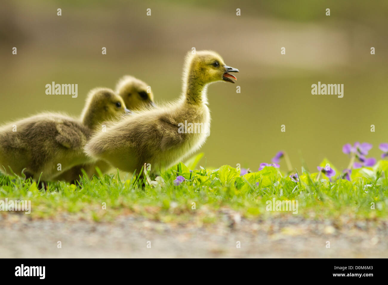 Canada Goose babies in spring Stock Photo