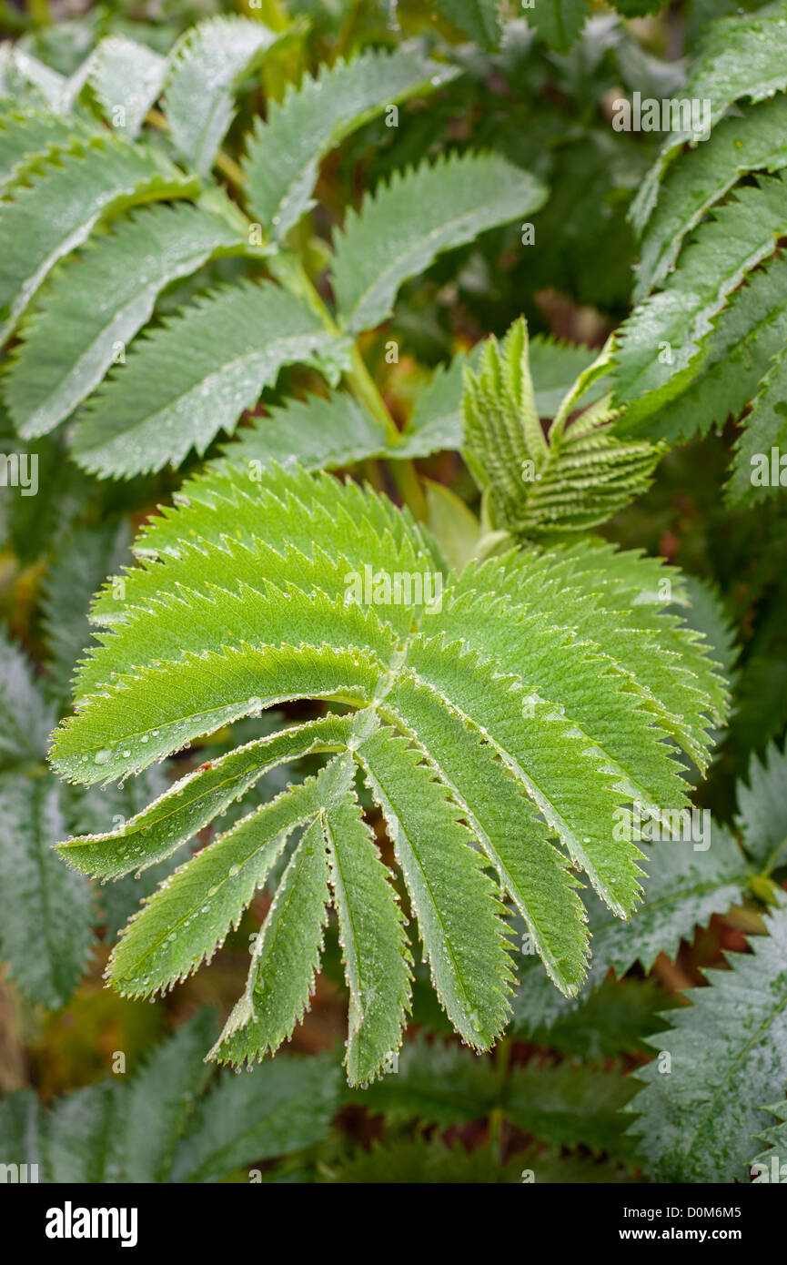 Papaver Black peony, foliage in November, England Stock Photo