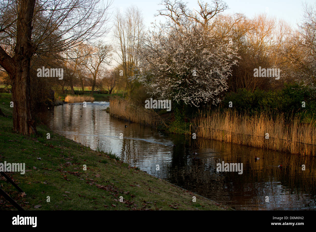 River side and early spring trees and birds swimming on water Stock Photo