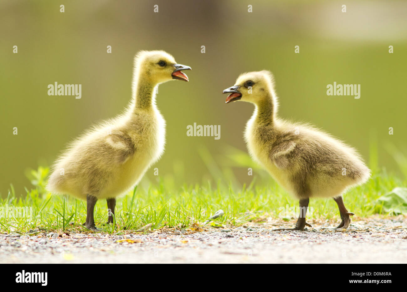 Canada Goose babies playing in spring Stock Photo