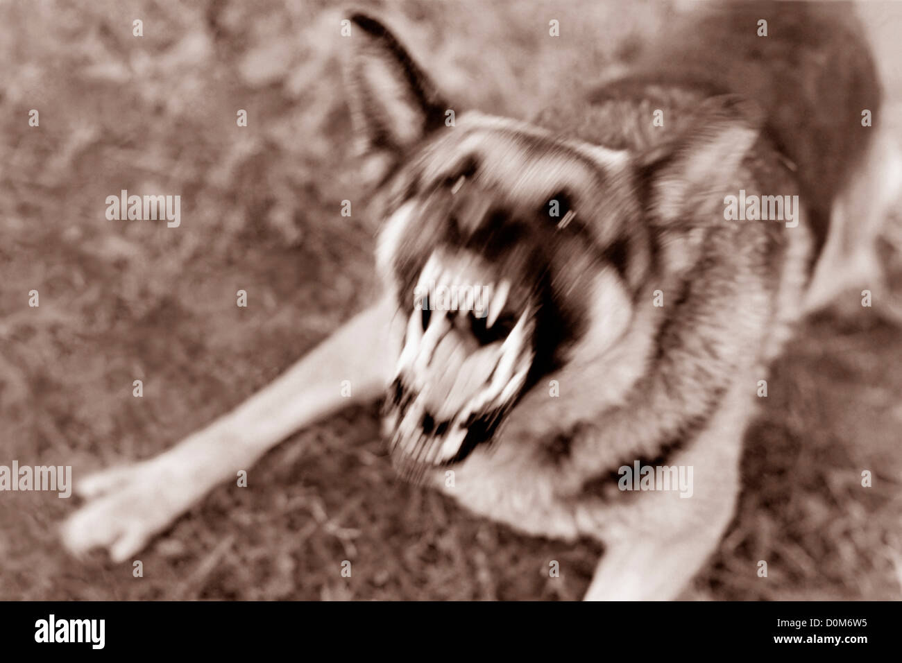 Angry, Barking German Shepherd Stock Photo Alamy