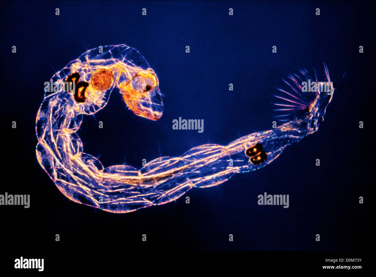 Photomicrograph of a Phantom Midge Larva Stock Photo