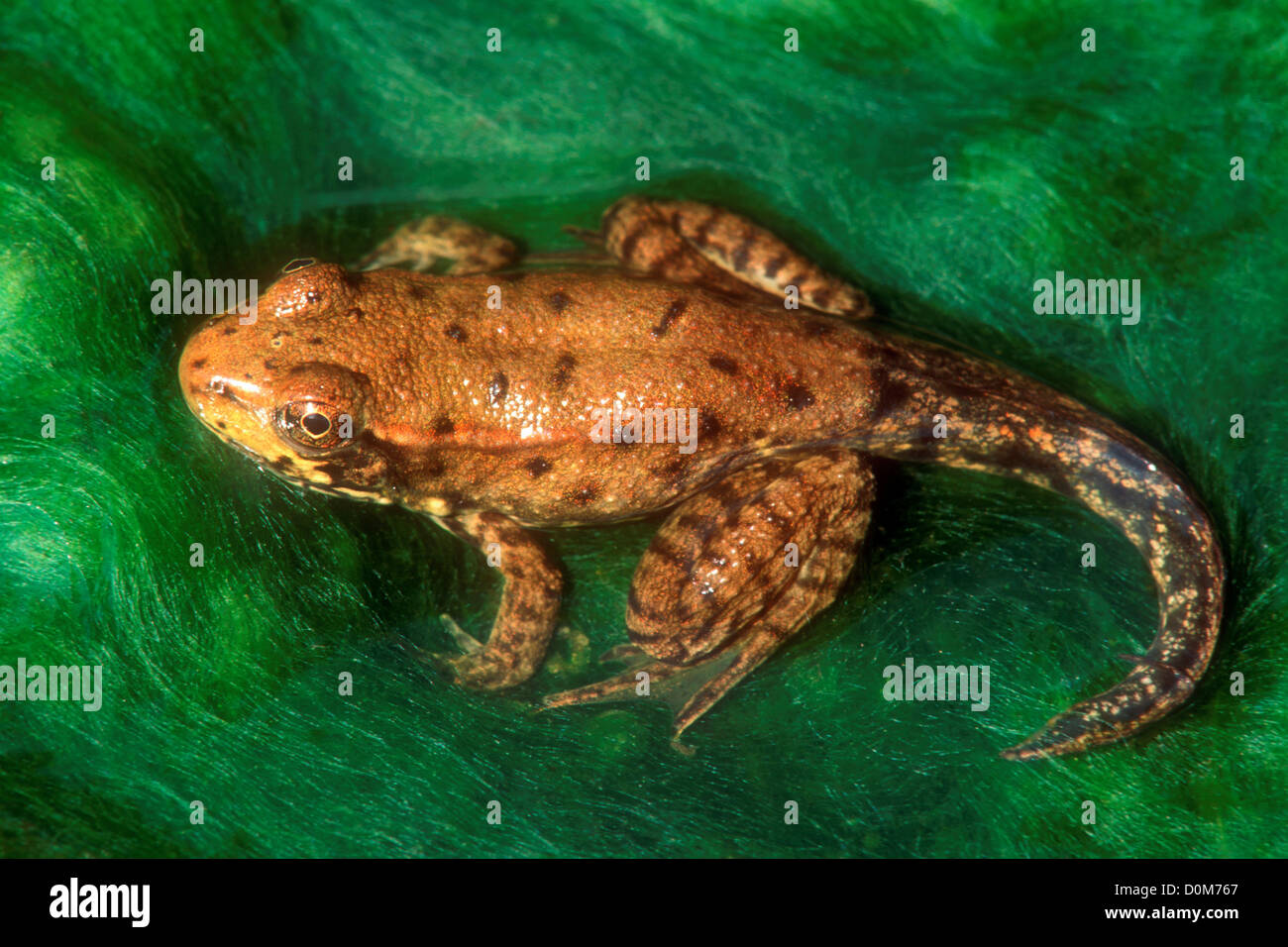 Frog With Tail