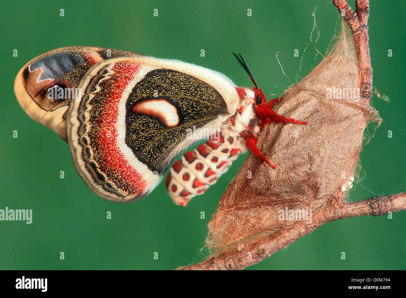 Cecropia cocoon hi-res stock photography and images - Alamy