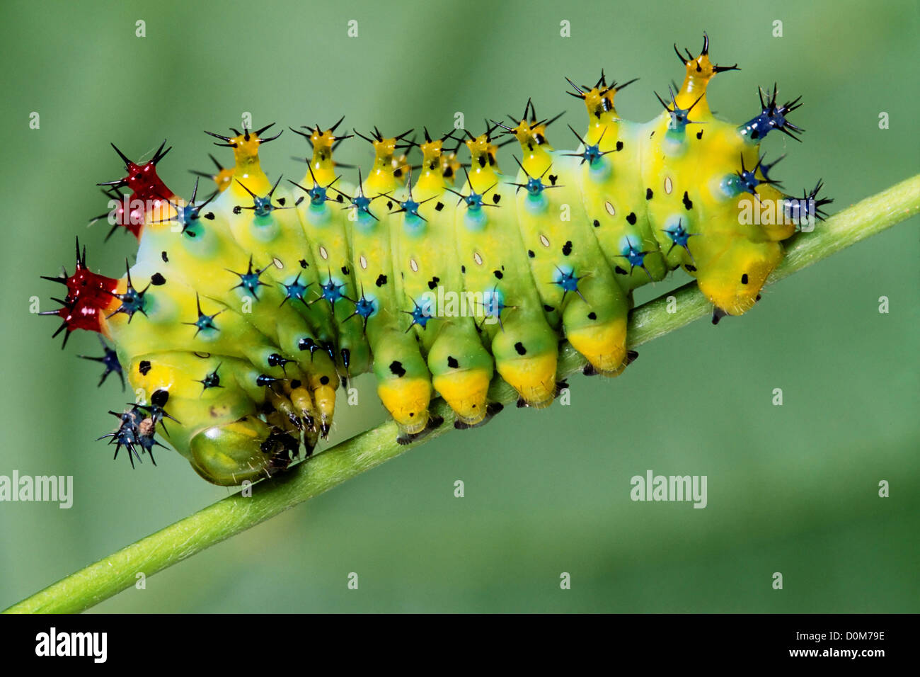 Cecropia Moth Caterpillar Stock Photo - Alamy