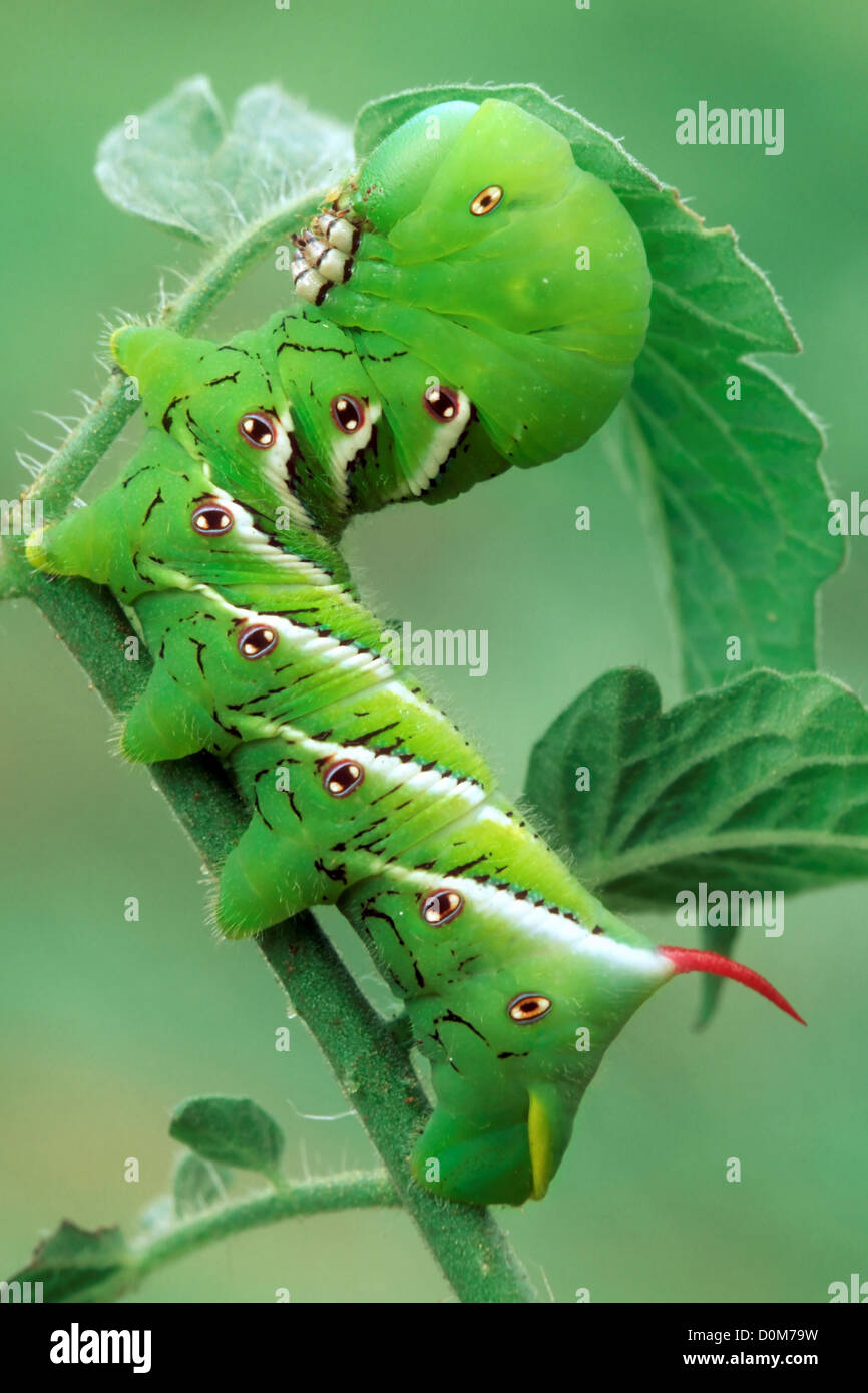Tobacco hornworm wild hi-res stock photography and images - Alamy