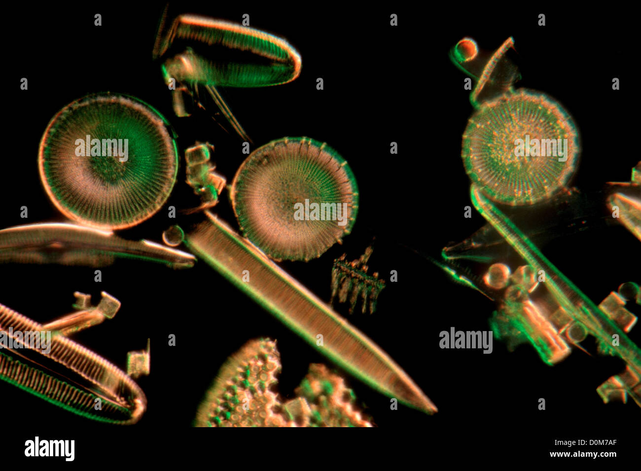 Diatoms Stock Photo