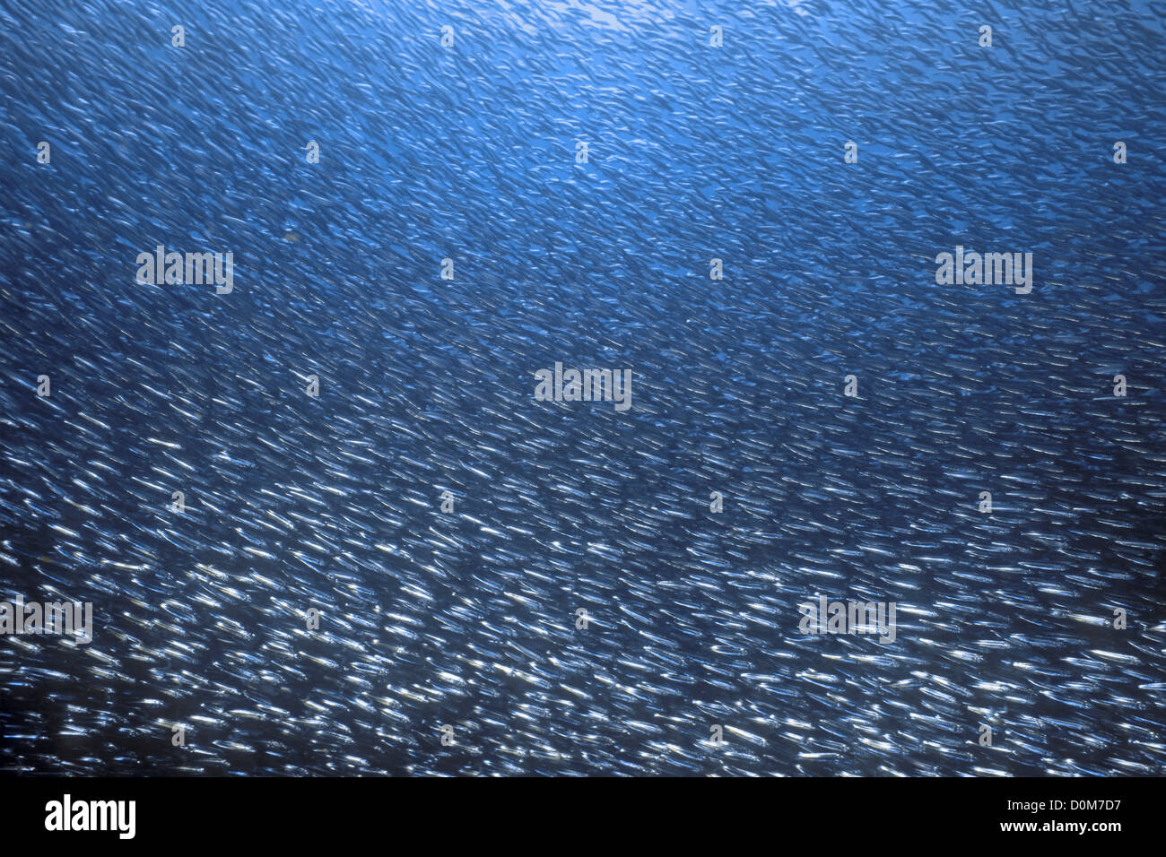School of Anchovies Stock Photo Alamy