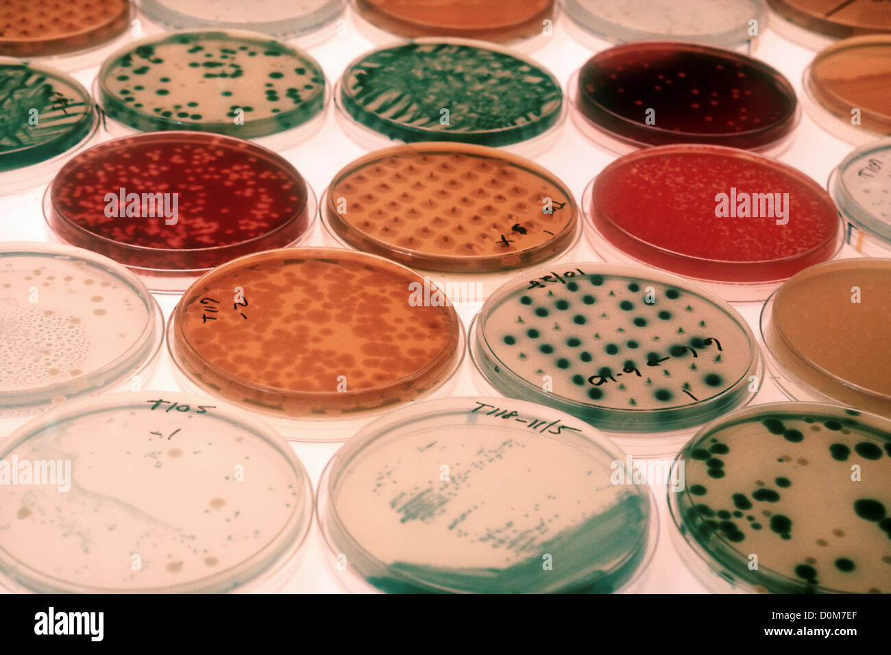 Bacteria Cultures Used in Antibiotic Research Stock Photo