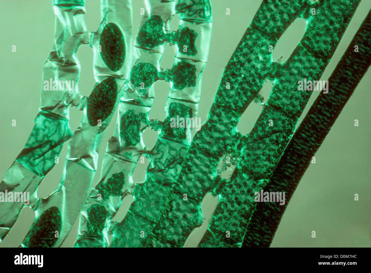 Microscopic View of Algae Plant Cells Stock Photo Alamy