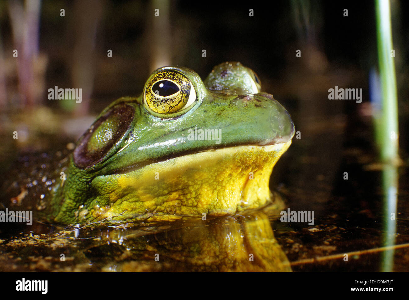 With eyes bulging, a bullfrog emerges from the depths of its kettle pond habitat in Cape Cod, Massachusetts. Stock Photo