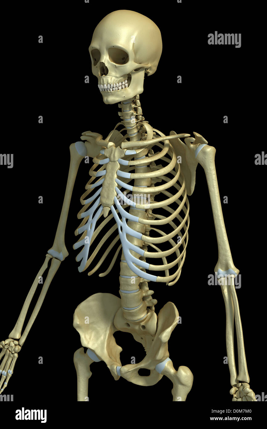 Three-quarter view of the bones of the male upper body Stock Photo - Alamy