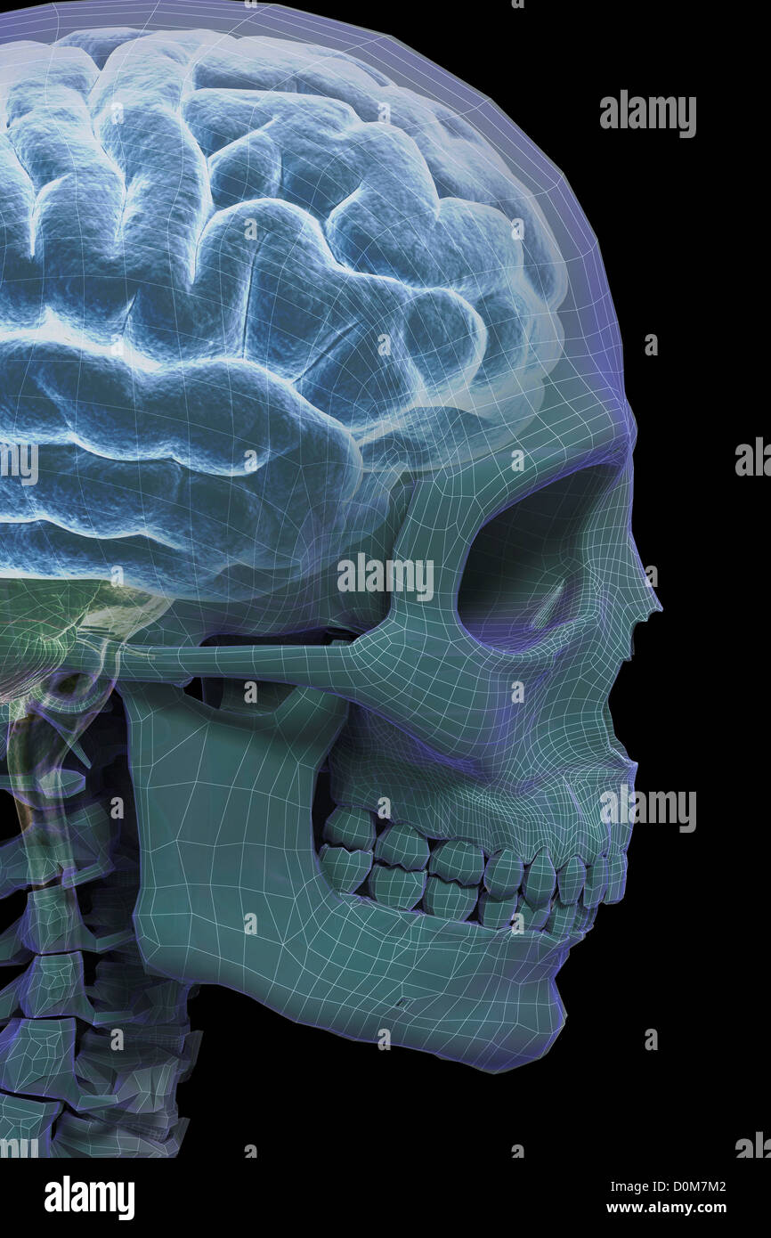 The bones skull viewed right side which has wireframe appearance. right hemisphere brain is also visible within skull. Stock Photo
