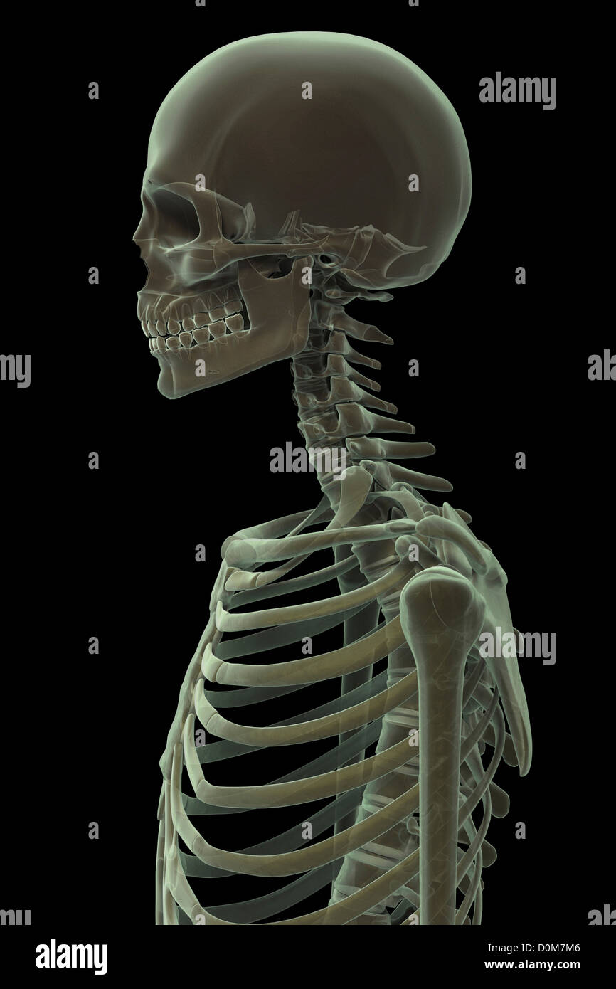 Stylized side view of the bones of the head neck and upper thorax. Stock Photo