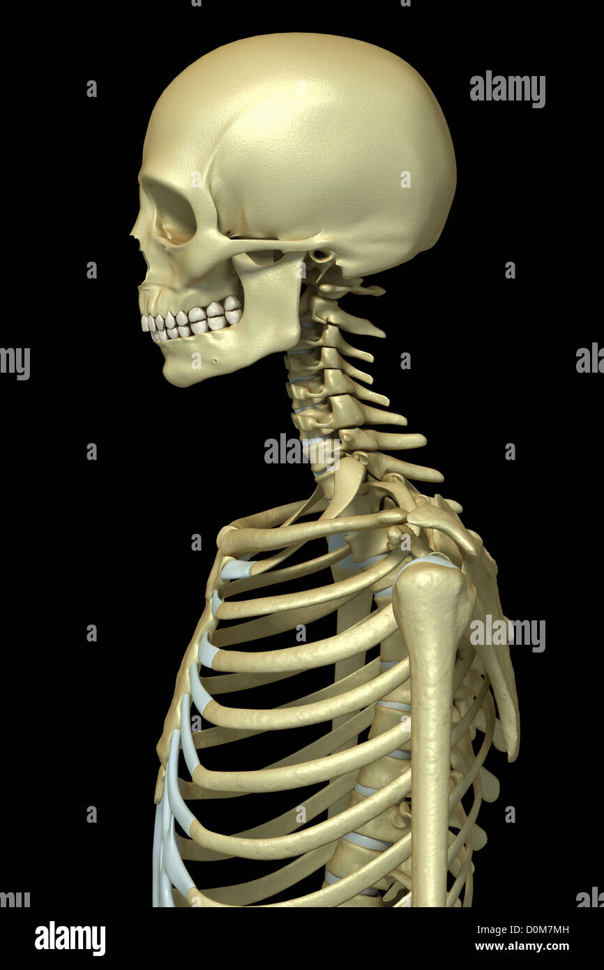 Stylized side view of the bones of the head neck and upper thorax. Stock Photo