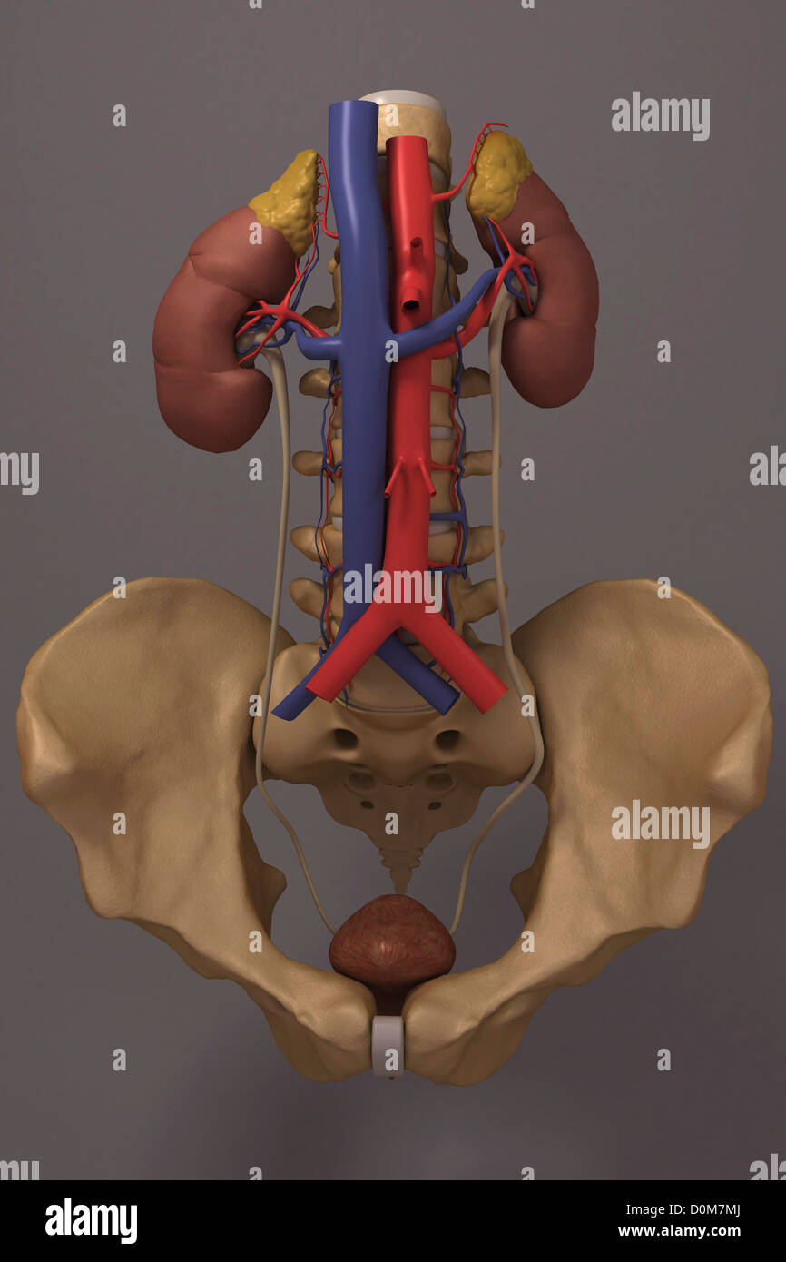 Front view of the renal system and it's blood supply. The vertebral column and pelvis is also included. Stock Photo