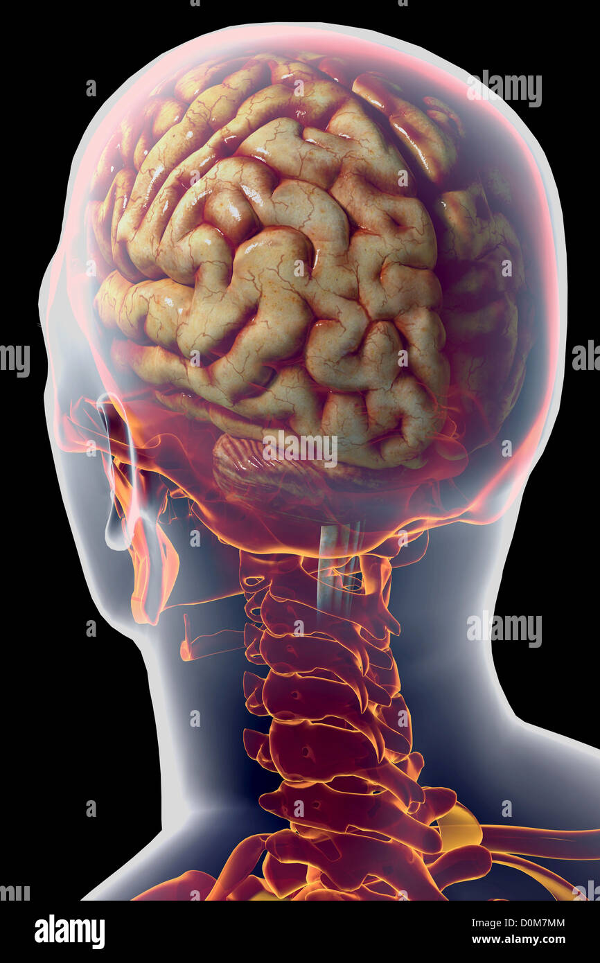 Rear Three Quarter View Of The Human Brain Within The Skull Stock Photo Alamy
