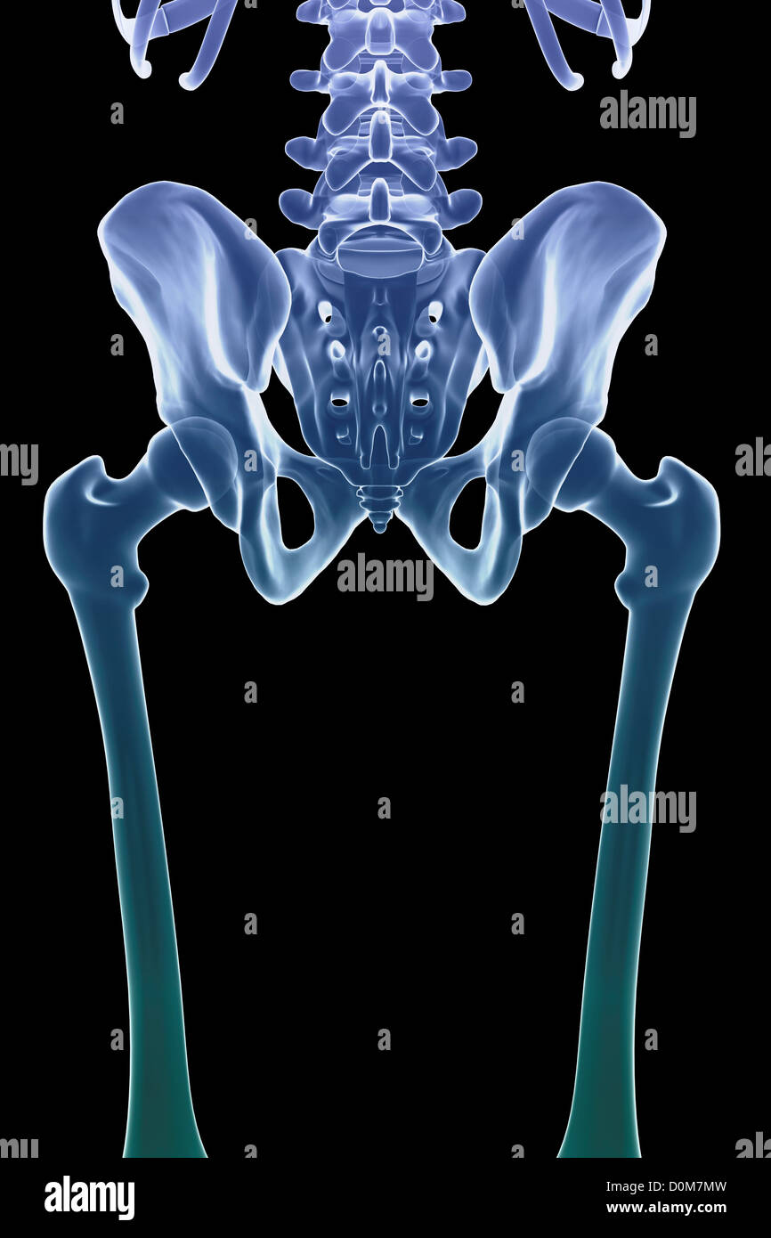 Rear view of the bones of the lower body of the male skeleton. Stock Photo