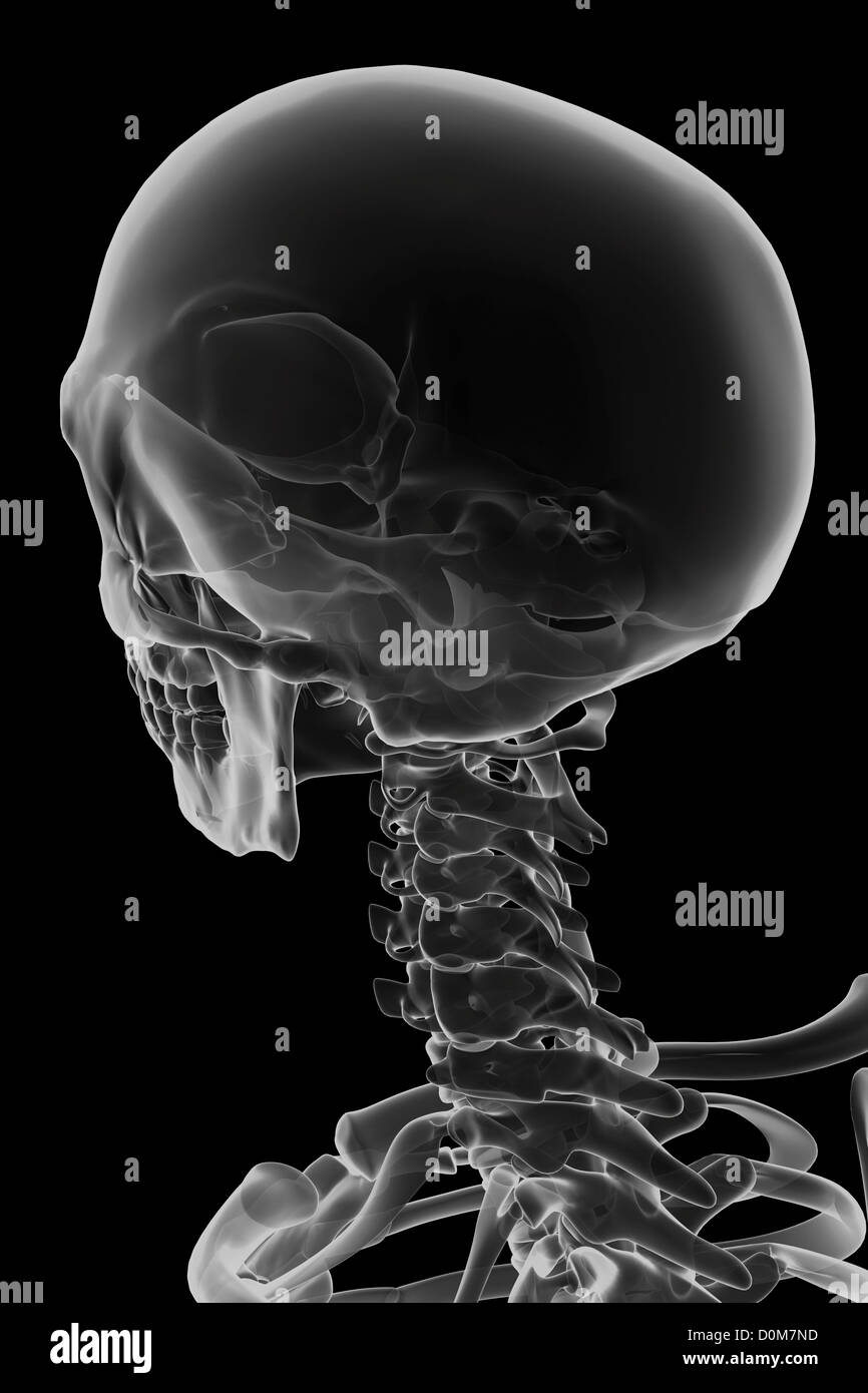 Rear view image of the bones of the head and neck Stock Photo - Alamy