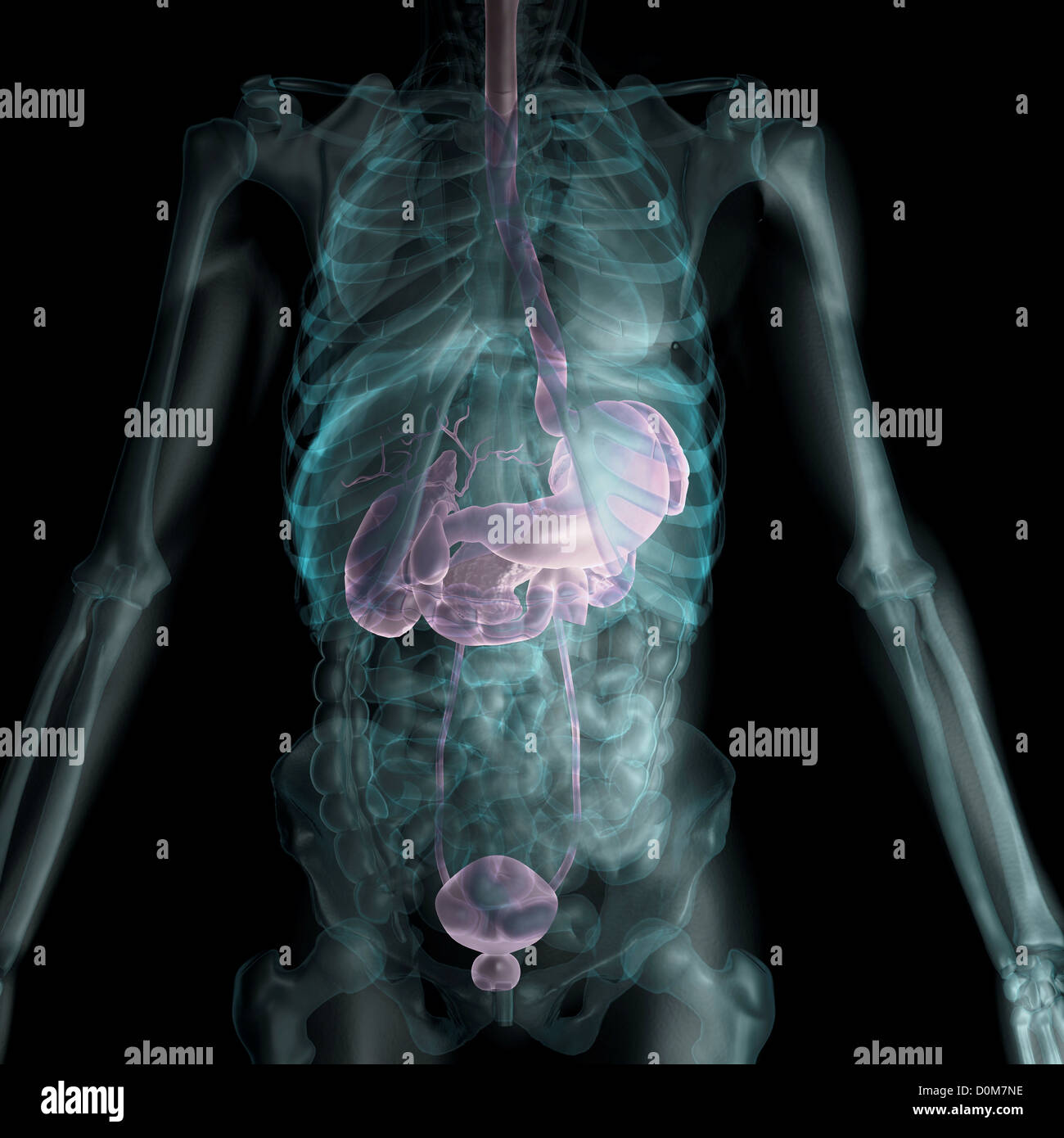 X-ray of the stomach - in which case is assigned and how to prepare for the examination 31 X-ray of the stomach - in which case is assigned and how to prepare for the examination 30